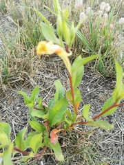 Oenothera rubricaulis