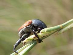 Anisoplia austriaca
