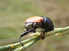 Anisoplia austriaca