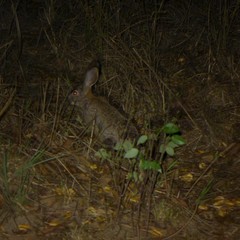 Lepus victoriae