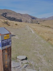 Gaultheria macrostigma