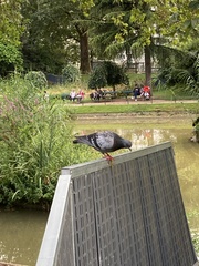 Columba livia domestica