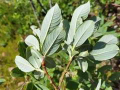 Salix appendiculata