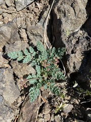 Lomatium martindalei