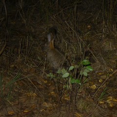 Lepus victoriae