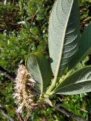 Salix appendiculata