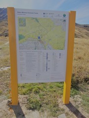 Gaultheria macrostigma