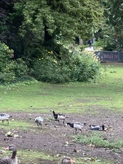 Branta leucopsis