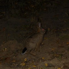 Lepus victoriae