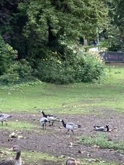 Branta leucopsis