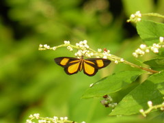 Smicropus intercepta