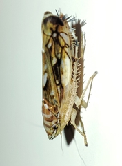 Scaphoideus titanus