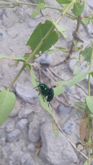 Chrysochus auratus