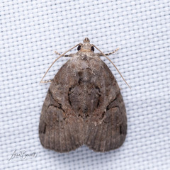 Pseudeustrotia indeterminata