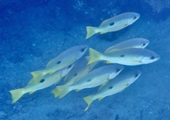 Lutjanus ehrenbergii