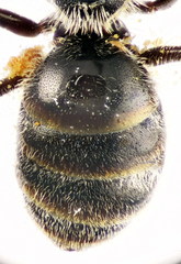 Lasioglossum ibericum