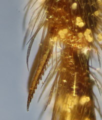 Lasioglossum ibericum