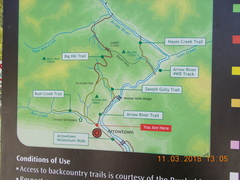 Gaultheria macrostigma