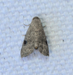 Abablemma brimleyana