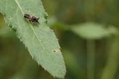 Choerades fuliginosa