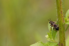 Choerades fuliginosa
