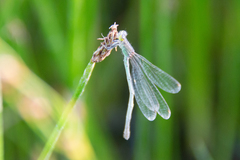 Ischnura pumilio