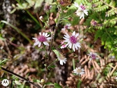 Symphyotrichum schaffneri