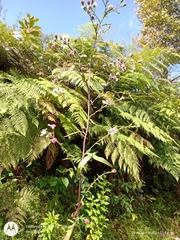 Symphyotrichum schaffneri