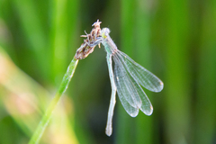 Ischnura pumilio