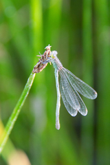Ischnura pumilio