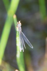 Ischnura pumilio