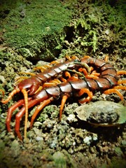Scolopendra sumichrasti