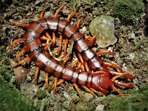 Representative image of Scolopendra
