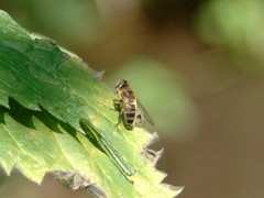 Eristalis pertinax