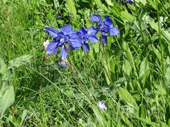 Aquilegia alpina
