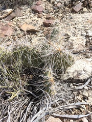 Opuntia polyacantha