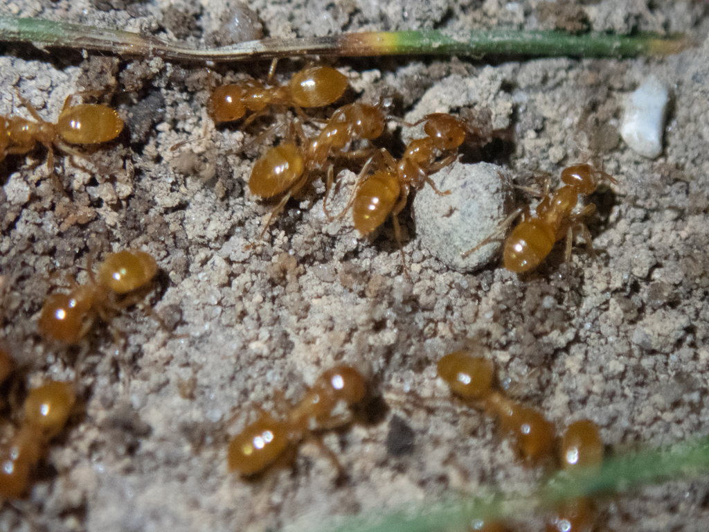 Common Citronella Ant