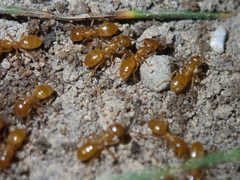 Common Citronella Ant
