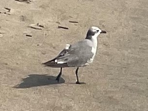 Laughing Gull photographed in Georgia