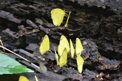Eurema senegalensis image