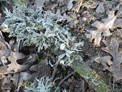 Ramalina dilacerata