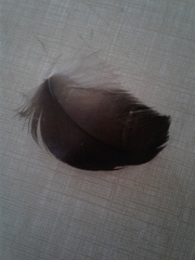 Aves