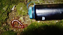 Scolopendra sumichrasti