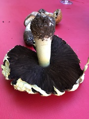 Agaricus