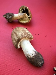 Agaricus