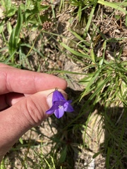 Campanula scheuchzeri