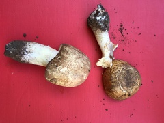 Agaricus