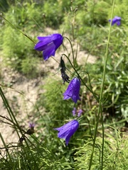 Campanula scheuchzeri