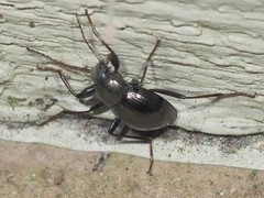 Meracantha contracta