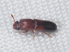 Aulonium tuberculatum